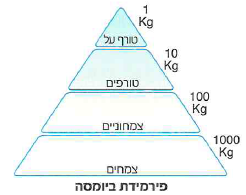 (בספר תרשים בצורת פירמידה)